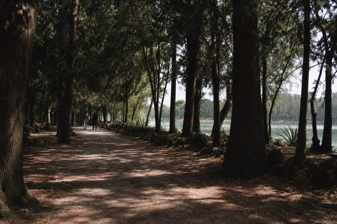 A tree-lined park path in the first section of Chapultepec linking the cluster of museums